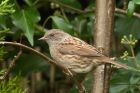 dunnock_051013a.jpg