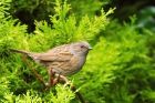 dunnock_060215a.jpg