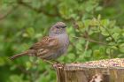 dunnock_070412a.jpg