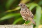 dunnock_081016a.jpg