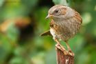 dunnock_081016b.jpg