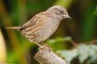 dunnock_081016c.jpg