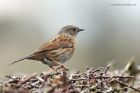 dunnock_090314a.jpg