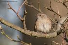 dunnock_090411a.jpg