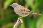 dunnock_091015a.jpg