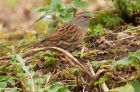 dunnock_091108c.jpg