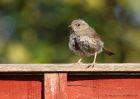 dunnock_110510a.jpg