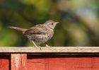 dunnock_110510b.jpg