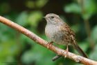 dunnock_120915a.jpg