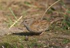 dunnock_1403b.jpg