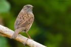 dunnock_171015b.jpg