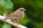 dunnock_171015c.jpg