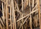 dunnock_171210a.jpg