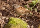 dunnock_200209c.jpg