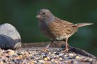 dunnock_221111c.jpg