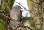 dunnock_230109a.jpg