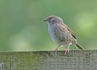 dunnock_2406b.jpg