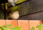 dunnock_270708a.jpg