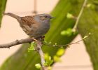 dunnock_300309a.jpg