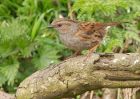 dunnock_300309b.jpg