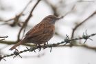 Filename=dunnock_MMWWT_100223a.jpg
Filesize=653KB
Dimensions=1300x866
Date added=Aug 23, 2024 dunnock_MMWWT_100223a.jpg