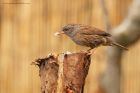 dunnock_gdn_021119a.jpg