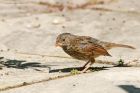 dunnock_gdn_150719b.jpg