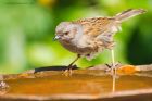 dunnock_gdn_160420a.jpg