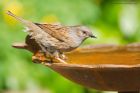 dunnock_gdn_160420b.jpg