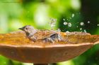 dunnock_gdn_160420d.jpg