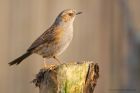 dunnock_gdn_260320a.jpg