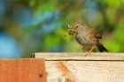 dunnock_gdn_270420a~0.jpg