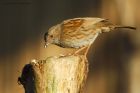 dunnock_gdn_270420b.jpg