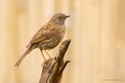 dunnock_gdn_270720b.jpg