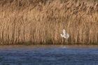 egret_010113l.jpg