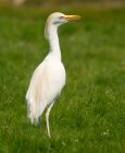 egret_110608i.jpg