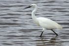 egret_130514b.jpg