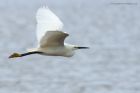 egret_130514c.jpg