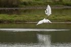 egret_200913d.jpg