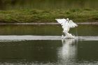 egret_200913g.jpg