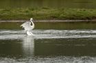 egret_200913i.jpg