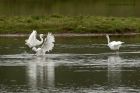 egret_200913l.jpg