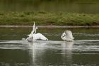 egret_200913o.jpg