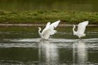 egret_200913p.jpg