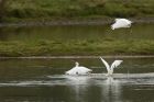 egret_200913r.jpg