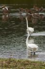 egret_200913z1.jpg