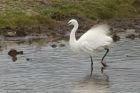 egret_200913z11.jpg