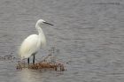 egret_200913z14.jpg