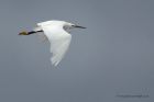 egret_200913z17.jpg