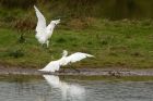 egret_200913z3.jpg